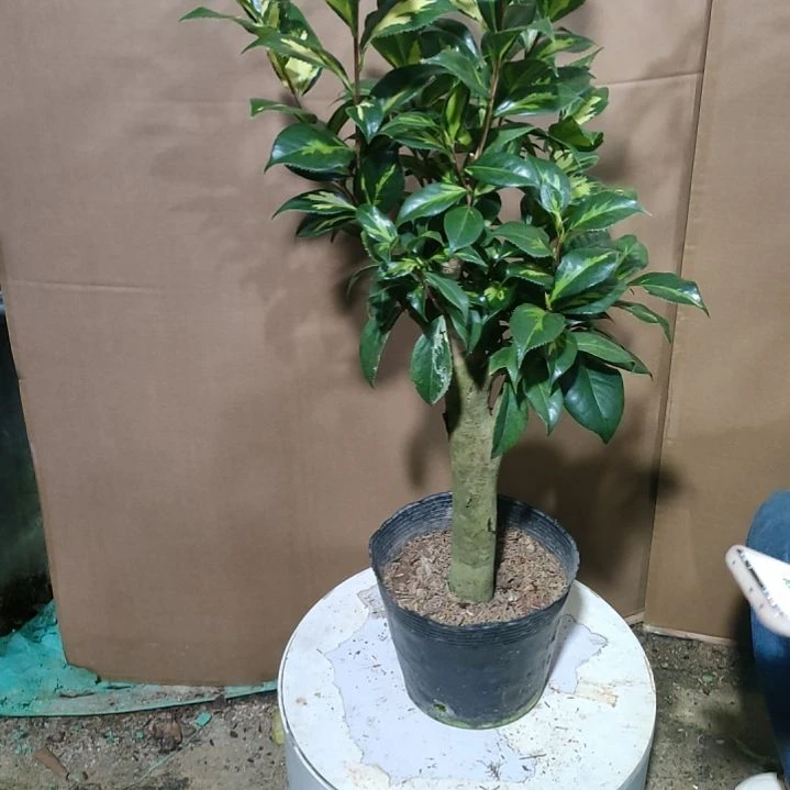 1****赵536朝日之雪，原盆原土发货，不包邮