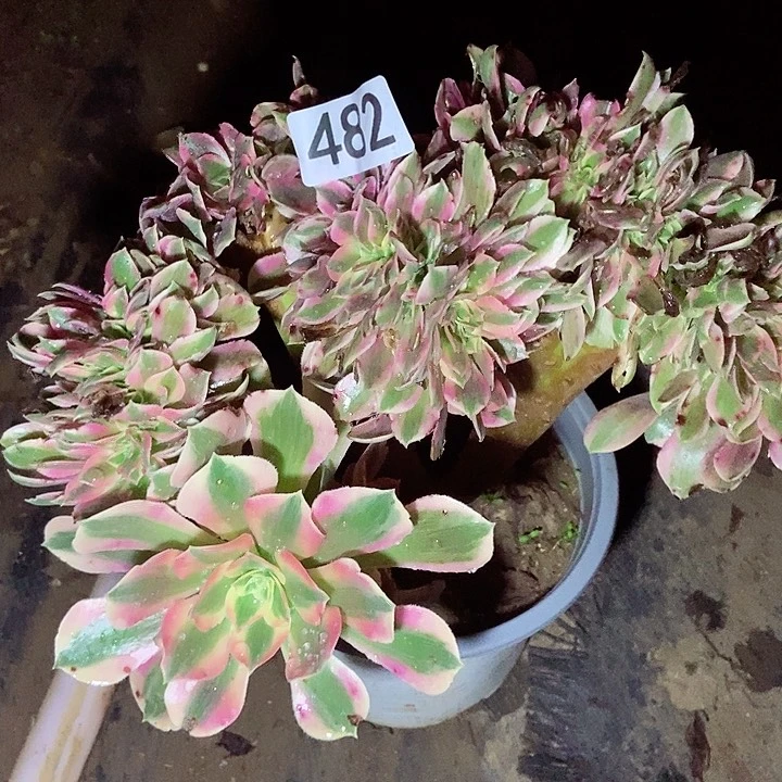 粉女巫缀482多肉不包断