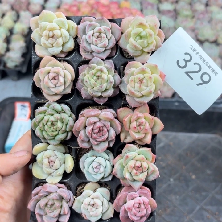 ****魏329。