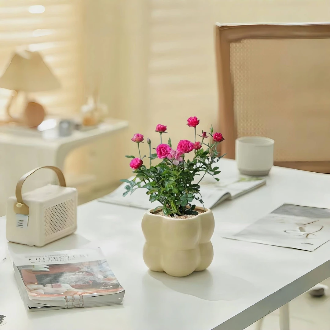 【开花机器】带花苞须惠姬超微月季四季开花室内绿植花卉玫瑰小盆栽