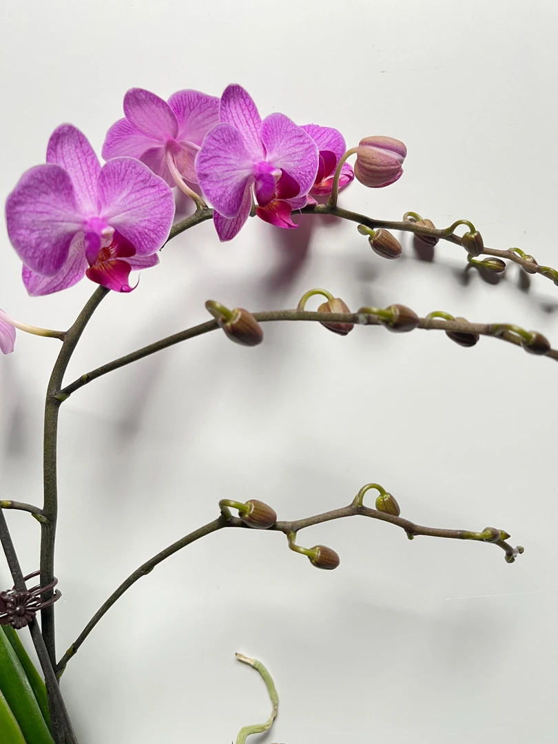 【斯图加特】花不晚蝴蝶兰 安祖系列欧品花蜡质花花期长