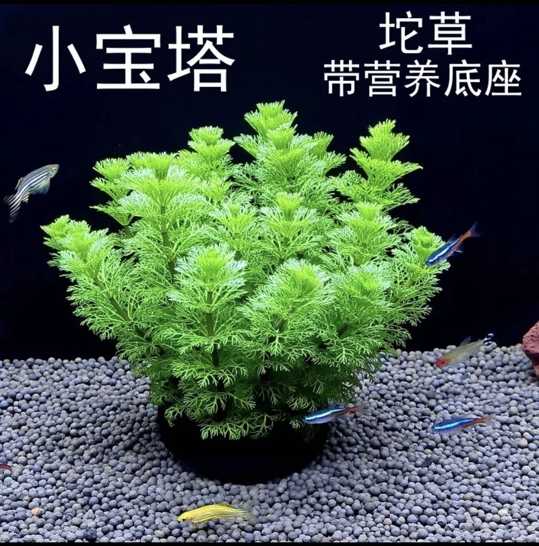 【拍一发二】小宝塔大坨 净水水草 新水懒人无需底沙 真植物造景