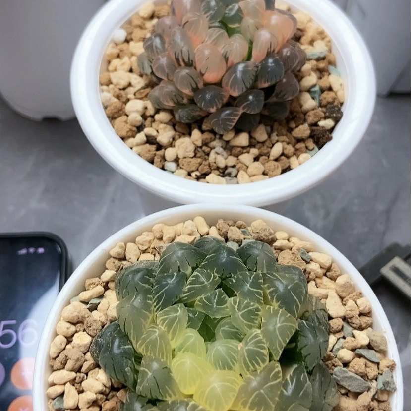 【闪购商品】冰灯实生锦51