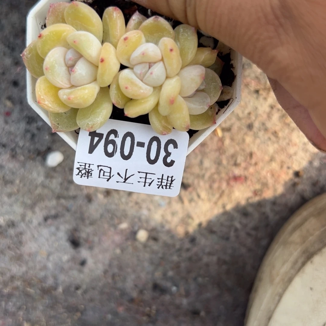 不****家小卡拉米糖心一物一拍30-94