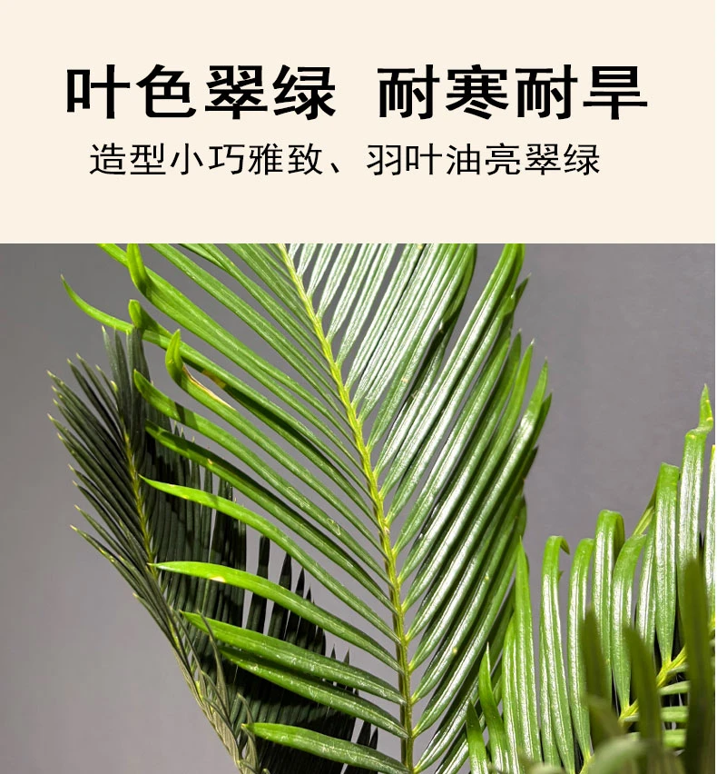 铁树盆栽办公室桌面绿植网红INS风懒人水培植物