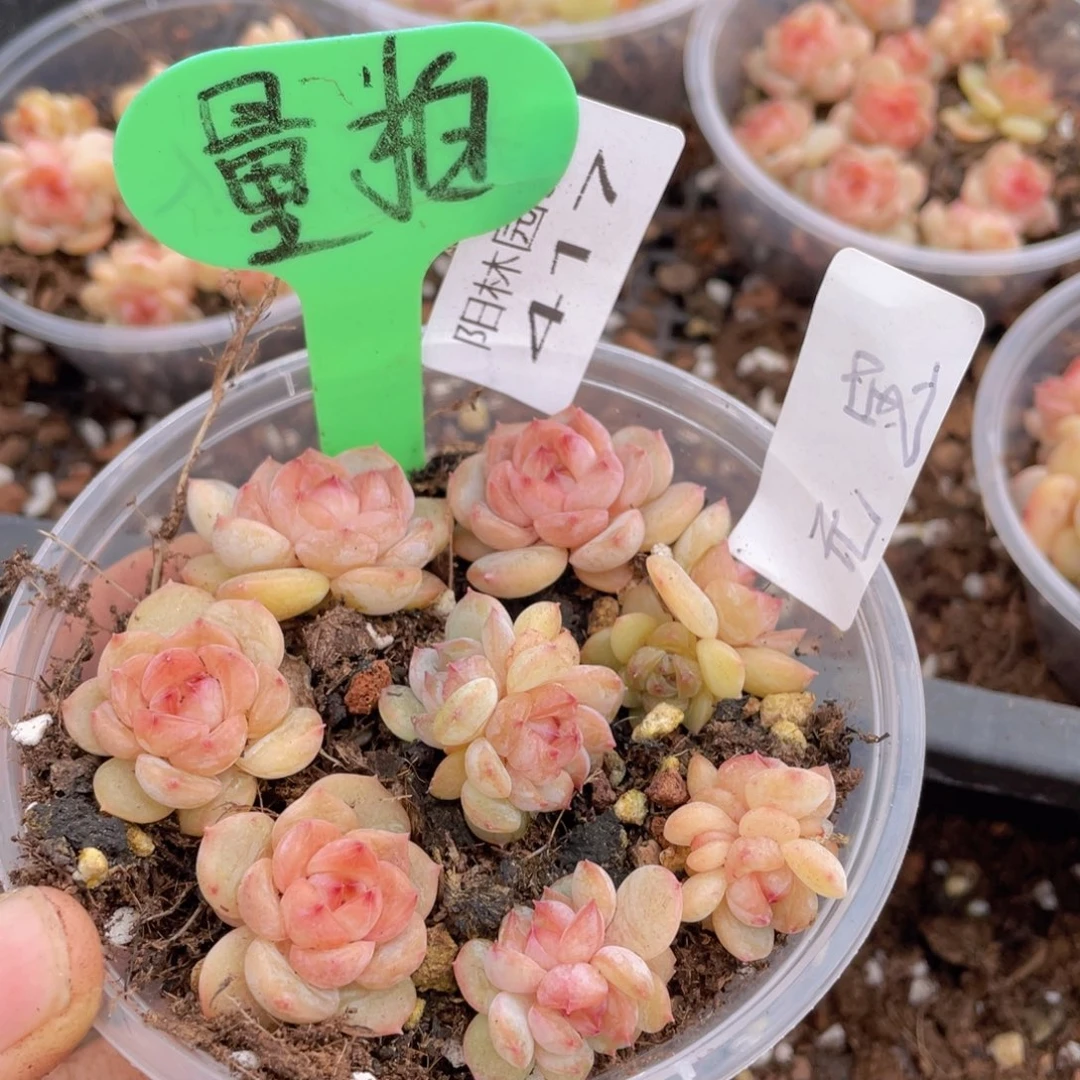 量拍多肉植物多肉植物417