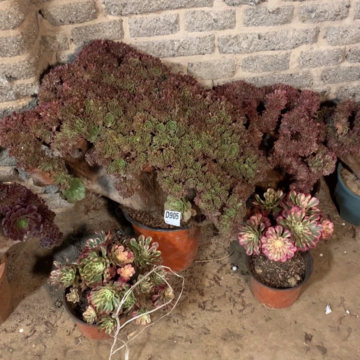 905玫瑰缀准朵朵多肉法师