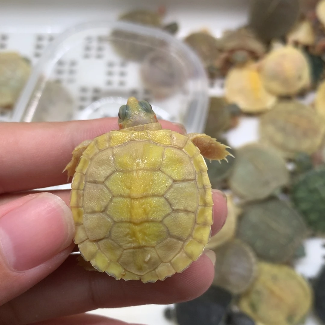 不分公母巴西彩龟