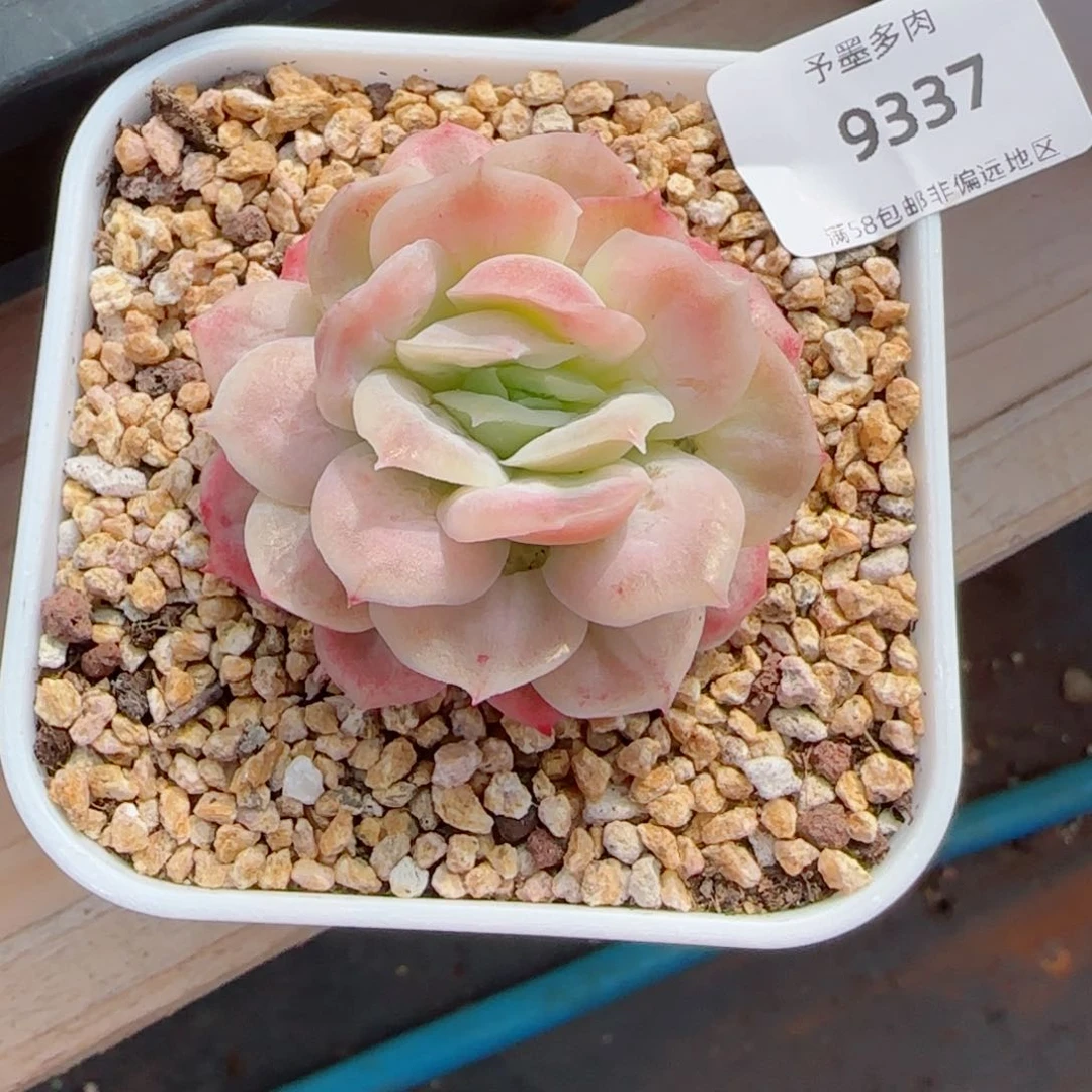 泡泡纱裙，9337多肉植物