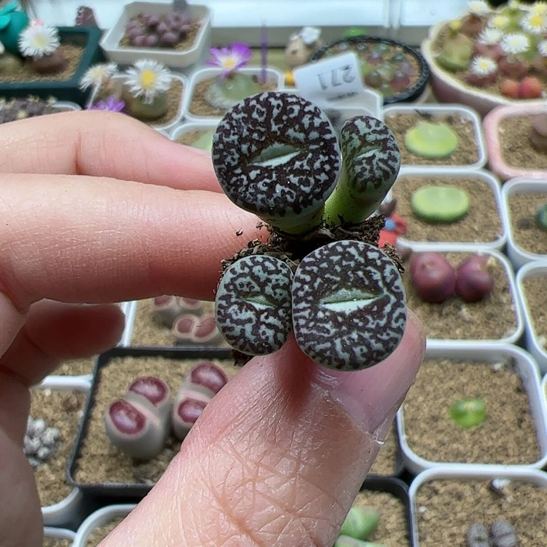 【闪购商品】282 满窗墨福利
