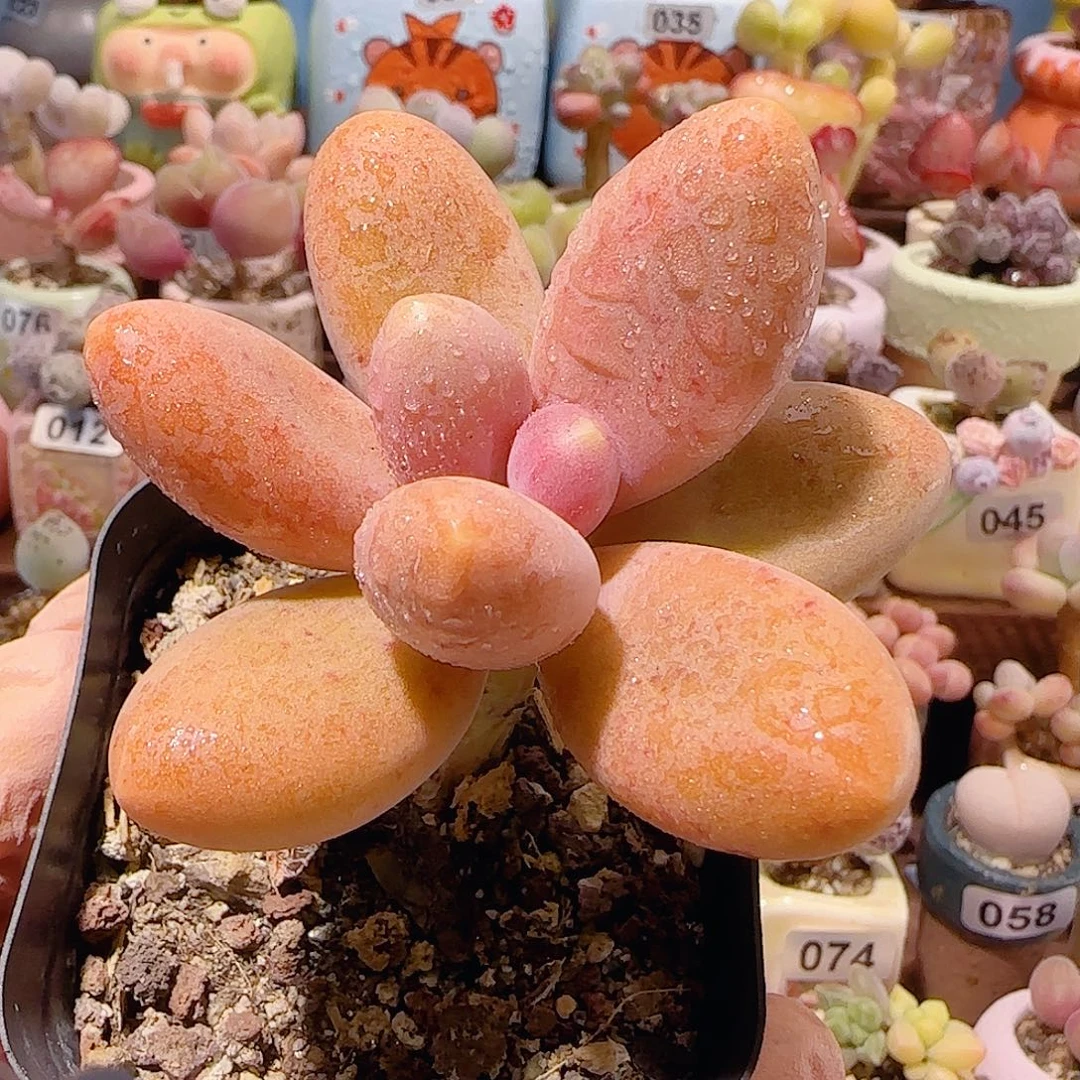 T大叶芒果奶盆口7cm