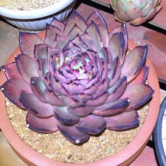 巴松一物一拍多肉