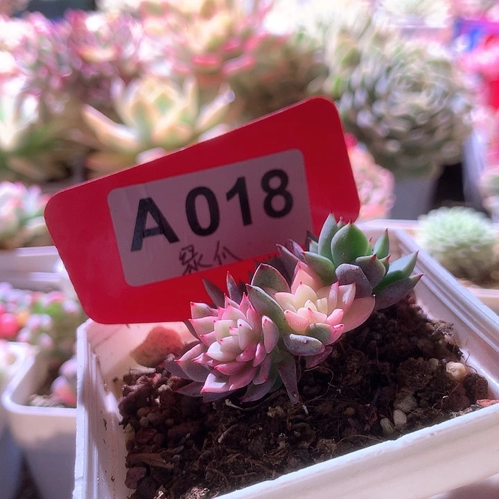 绿爪覆轮锦有根有