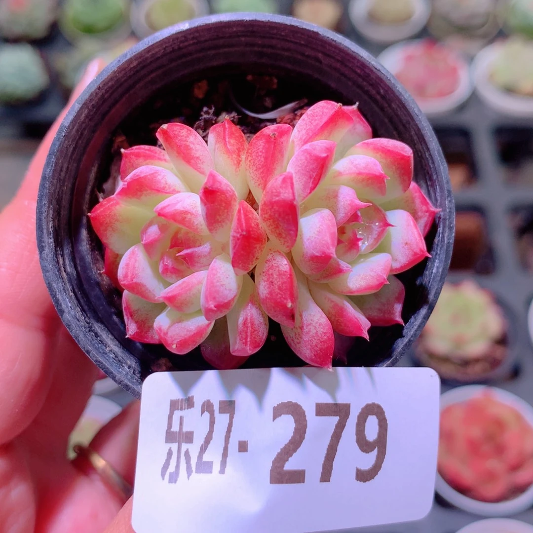 乐然27-279 新品双头