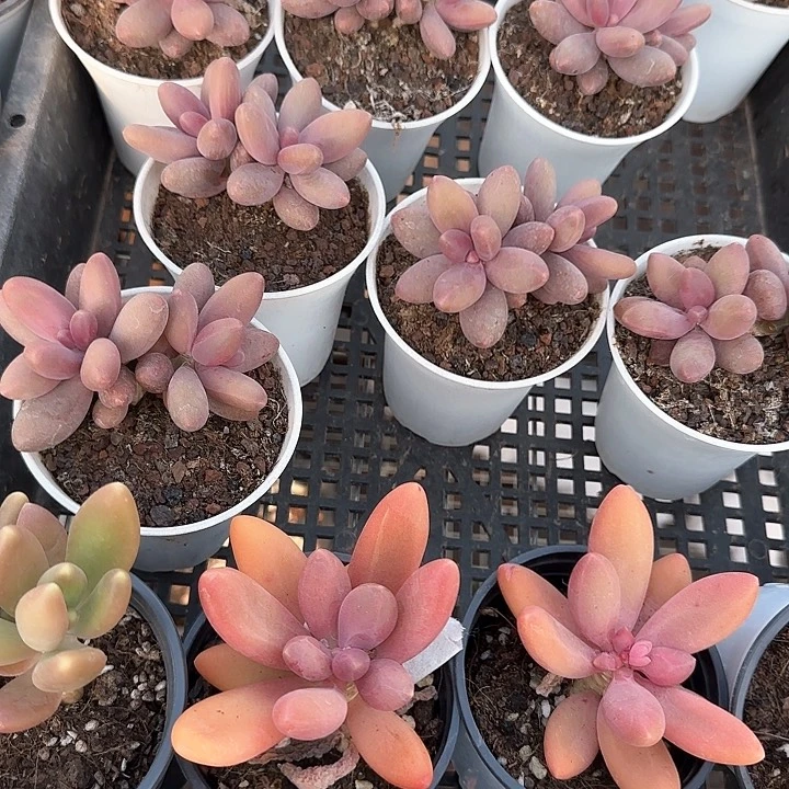 心****师青蛙王子儿童牙膏111