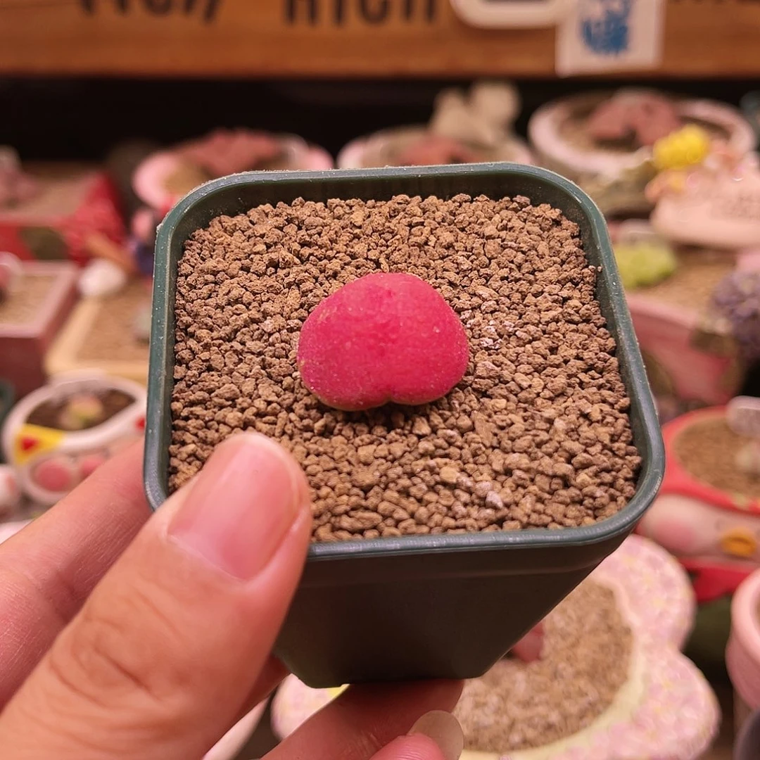 母本灯泡可带盆土发货