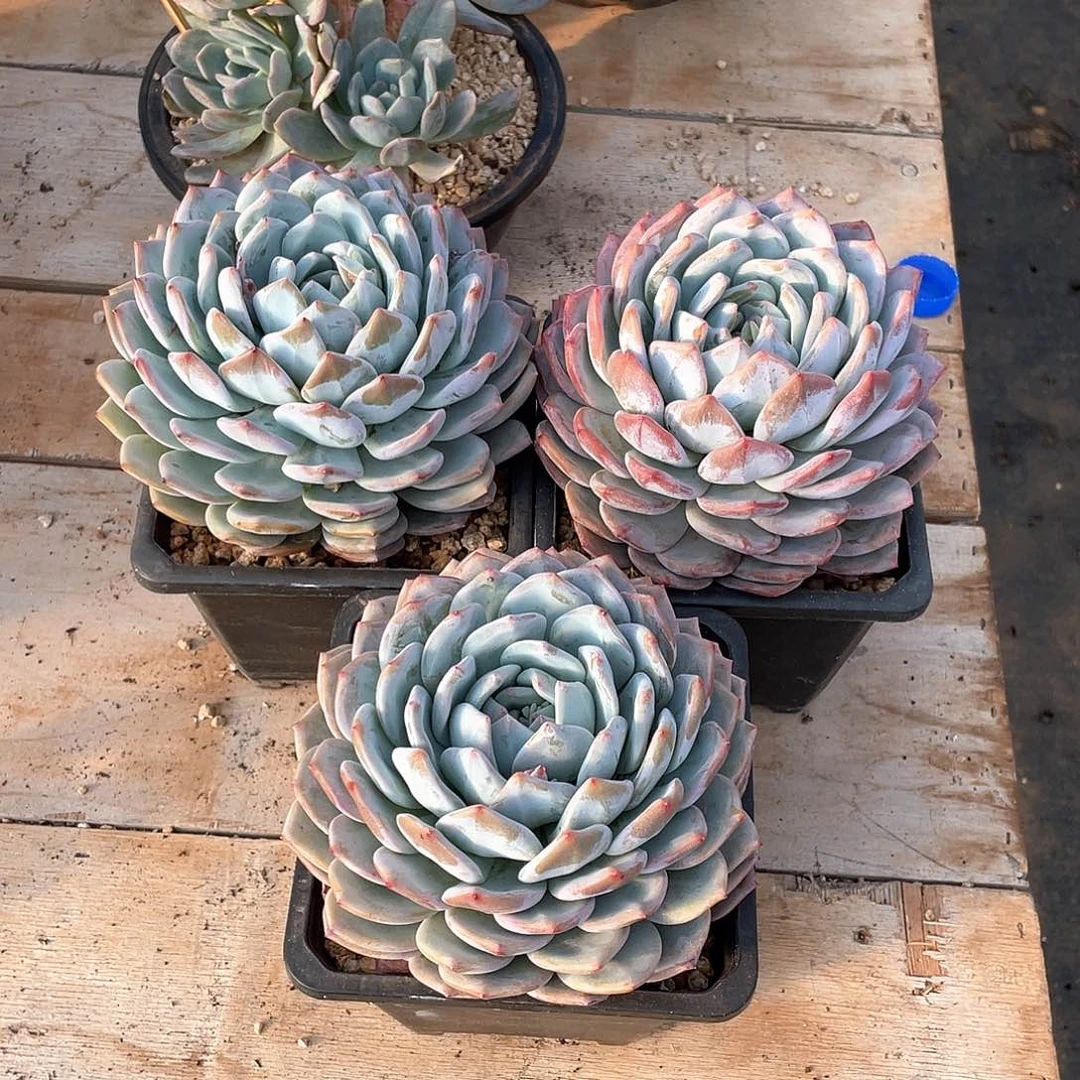 A**e多肉植物多肉植物