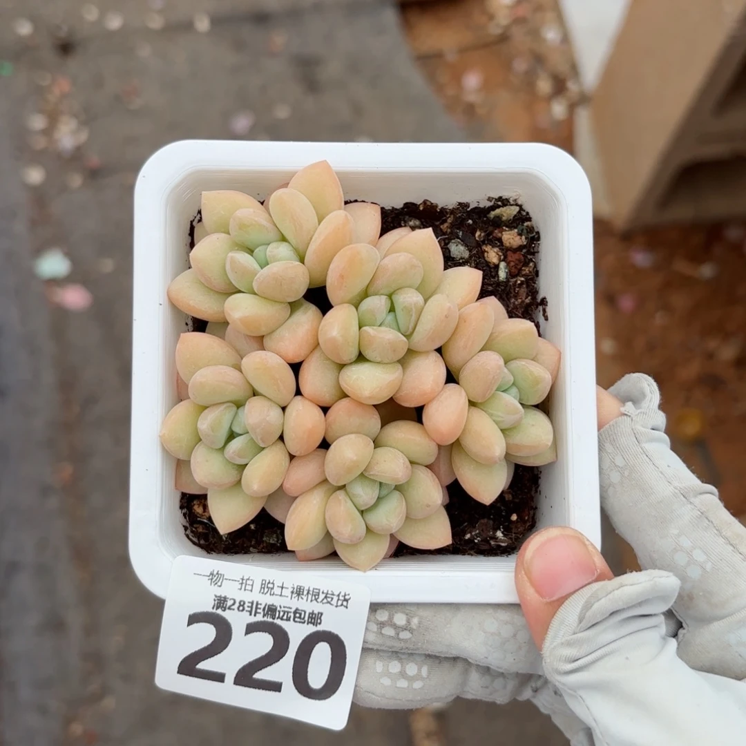 泡泡糖老桩无盆土发货