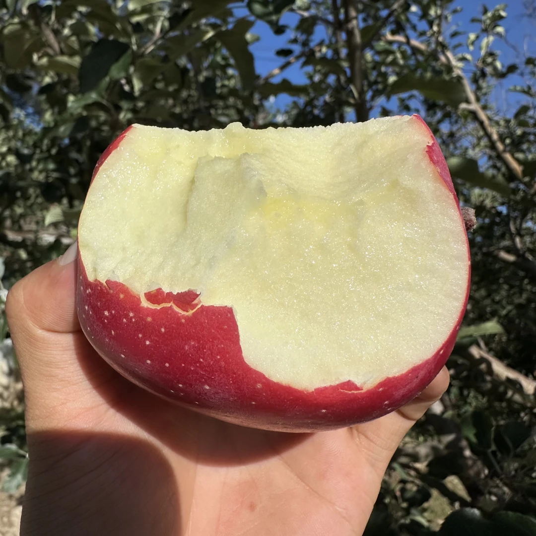 【小果】甘肃天水高山水晶红富士产地直发