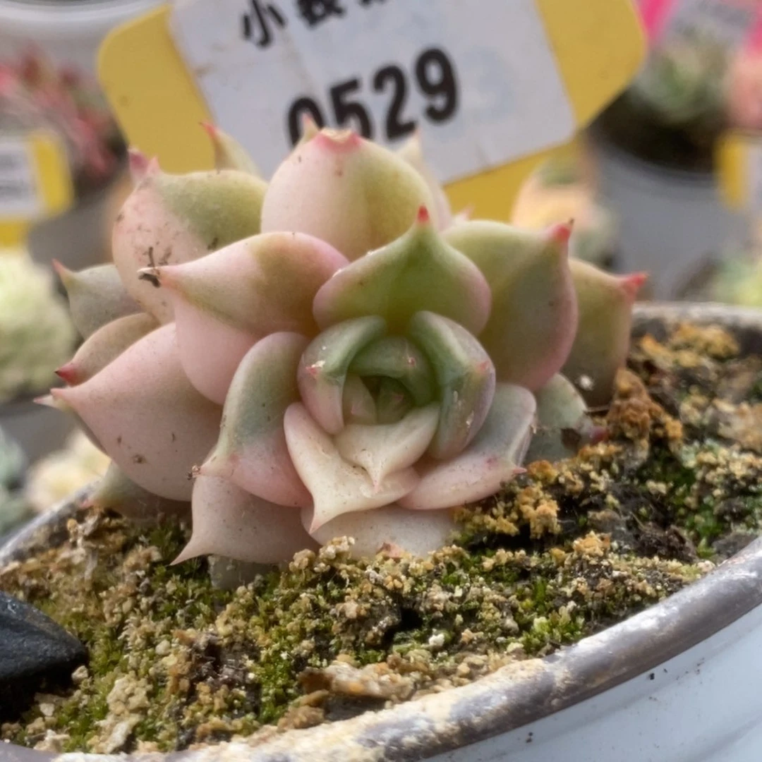 529贝加尔湖句锦锦锦锦