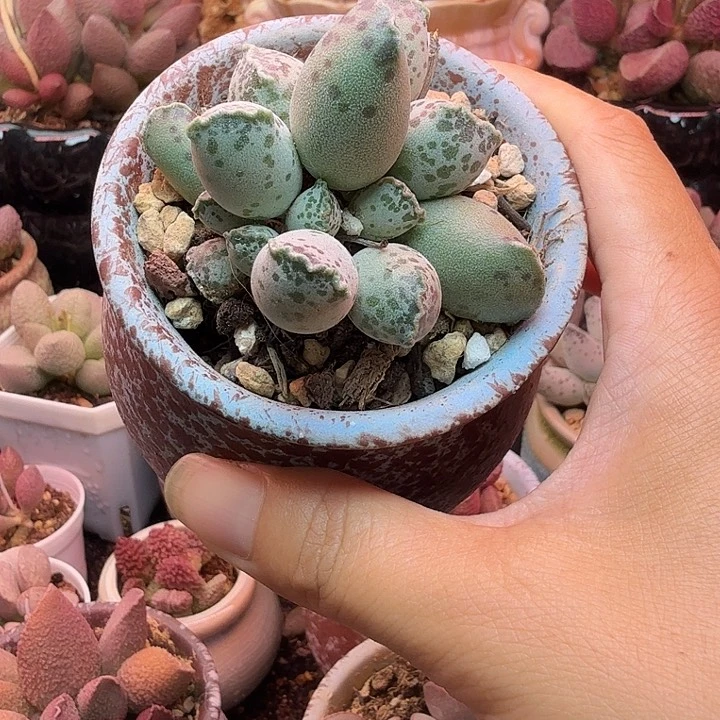 一物1️⃣拍，感谢支持