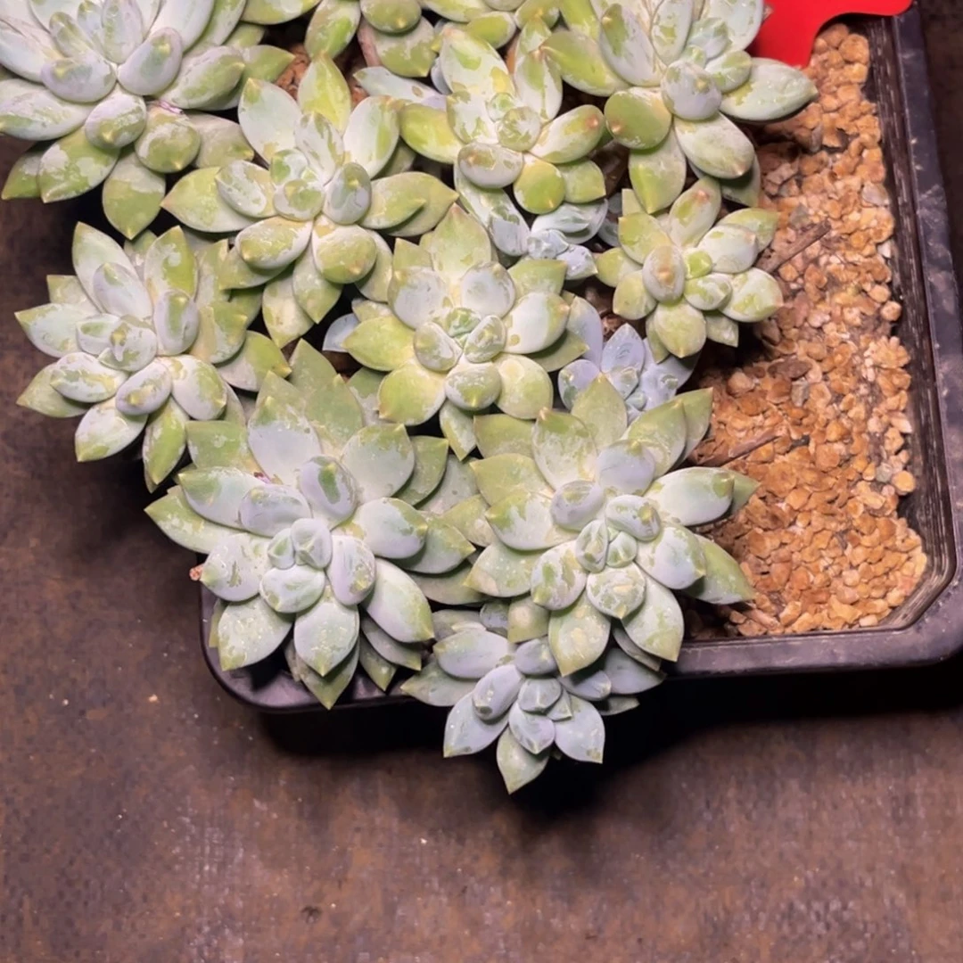 金***淯1340号晚上多肉植物群生多肉