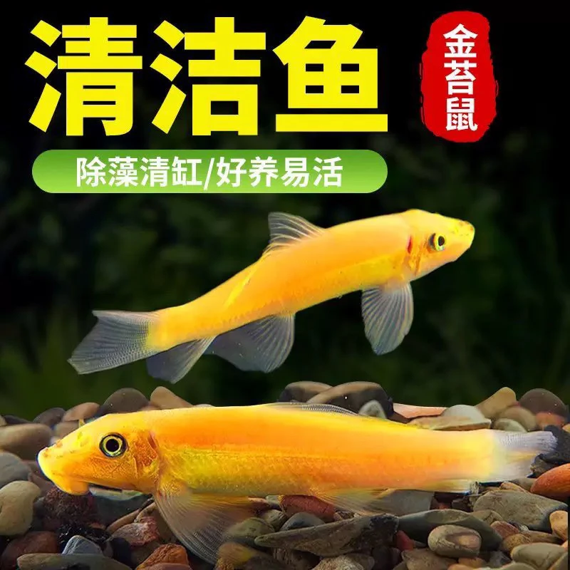 ★清洁鱼除便除藻鱼缸清洁工皮实好养耐活★