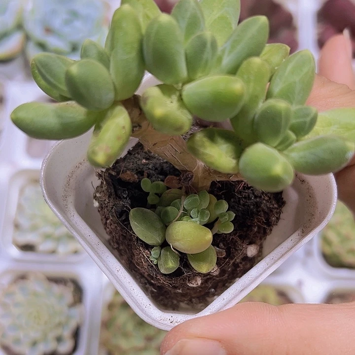 老桩千代9.9包邮多肉