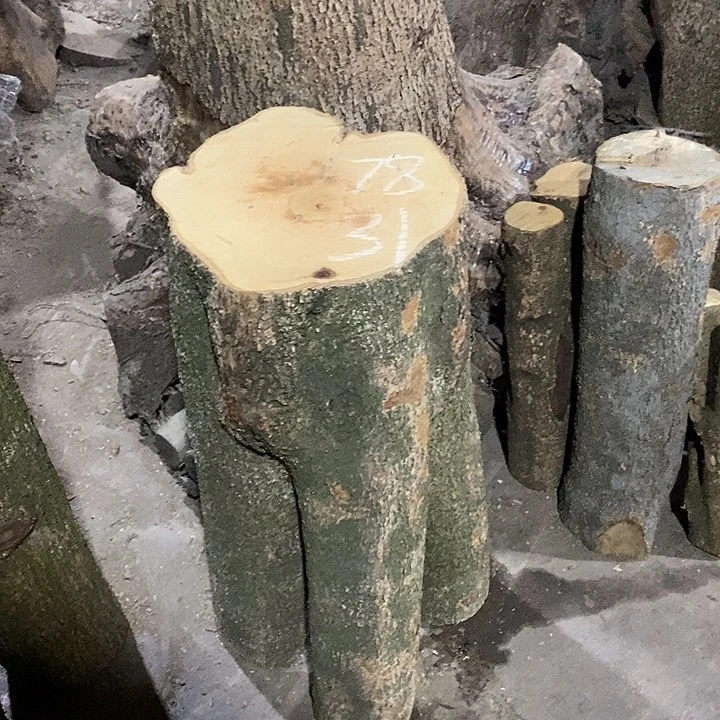 小叶桢楠金丝楠木