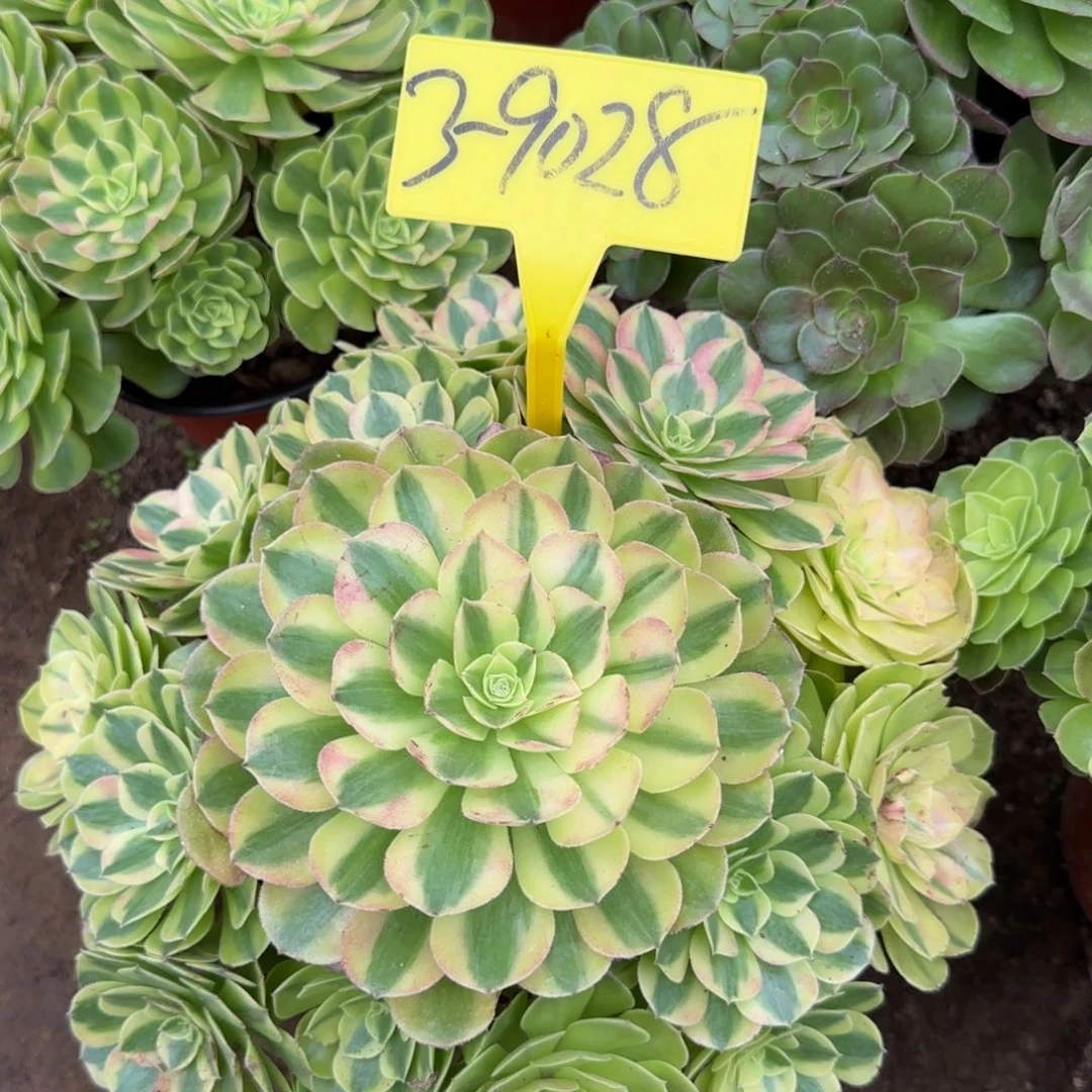 3-9028---多头多肉植物伦回