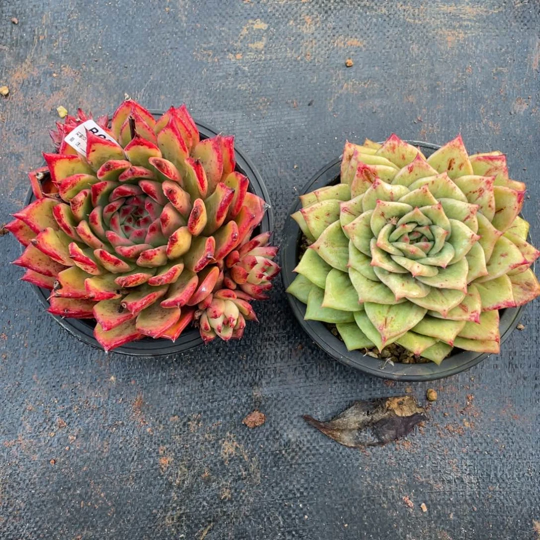 无花朵若如东云组拍B620