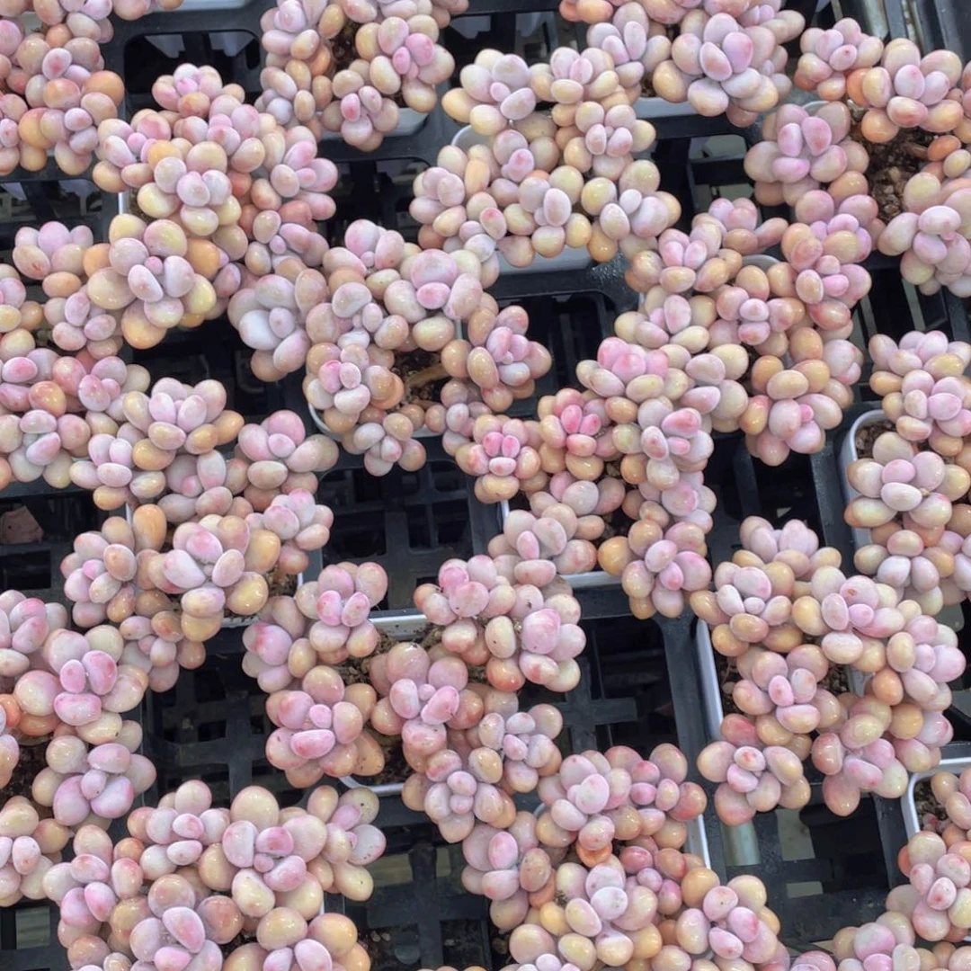 933号丸叶粉桃蛋组合八头起