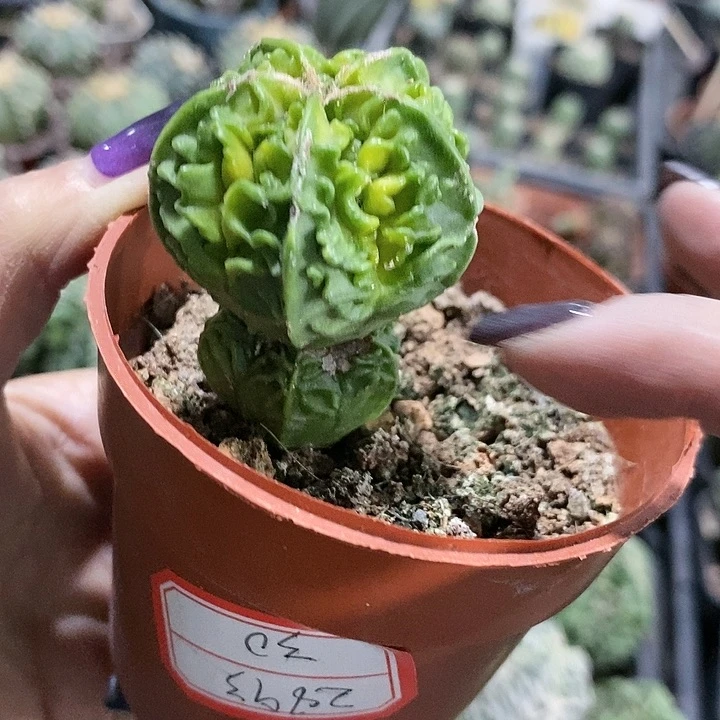 用****9花花草草花花草草