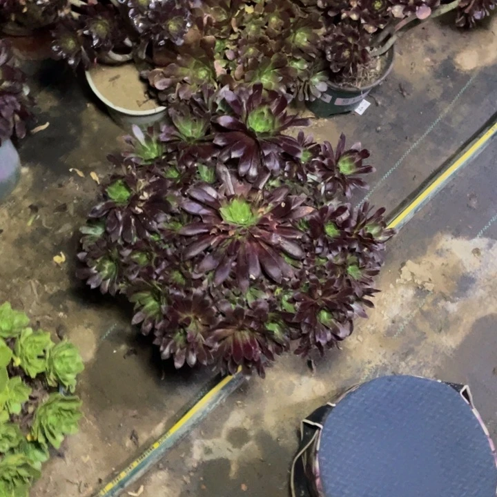 咔***咔528孔雀多肉多肉植物多肉植物