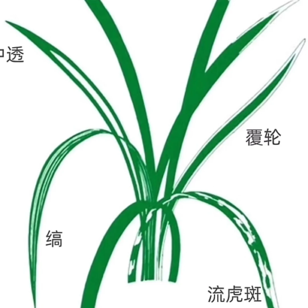 新进请勿下单  雅阁兰花  一物一拍 兰花