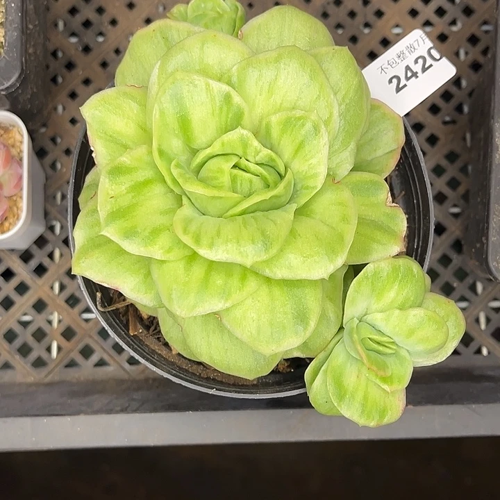 阿雅园艺。          2420冰玫瑰锦