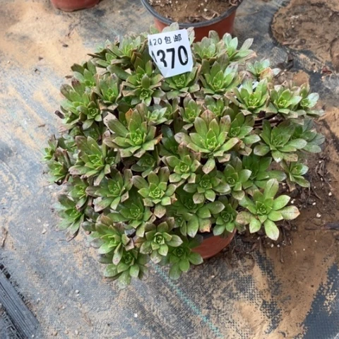 370绿茶不包断枝