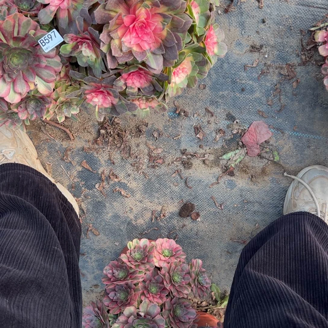 张***憨597两颗组合多肉植物法师