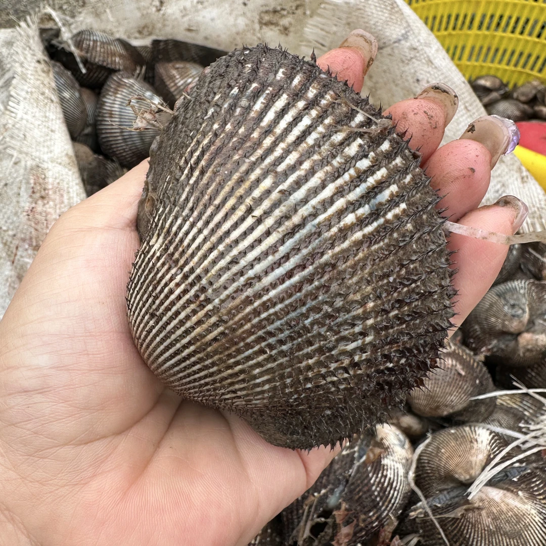 连云港生鲜黄海海域鲜活赤贝赤贝肉刺身专用到家保活连云港发货