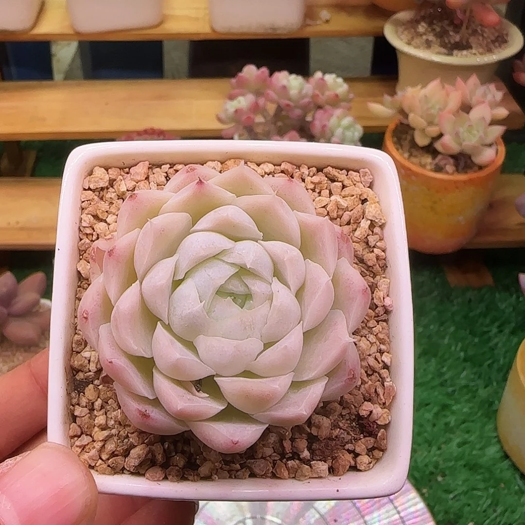 手***0白月影不带盆土发货