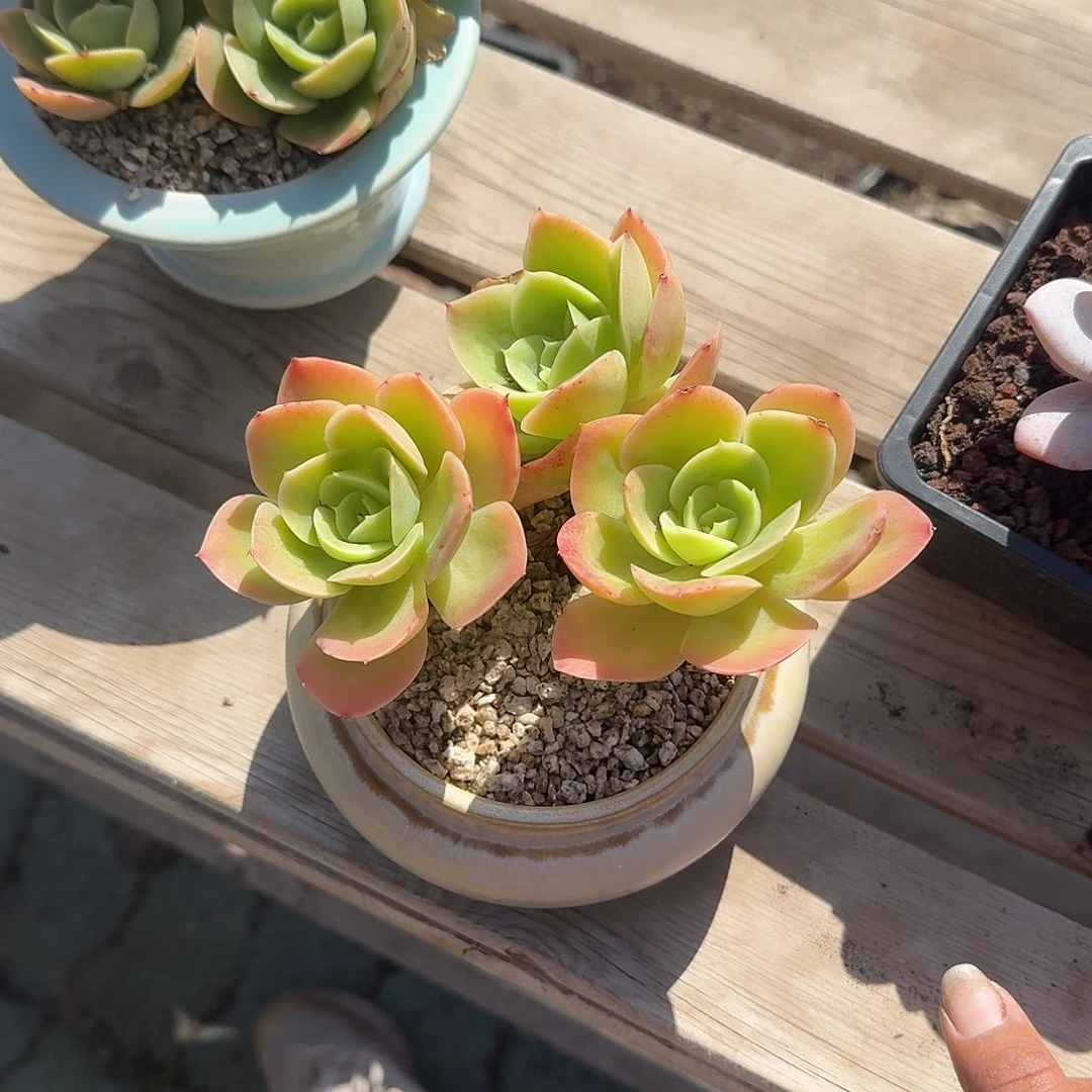 用***5星纳塔奶罐多肉植物