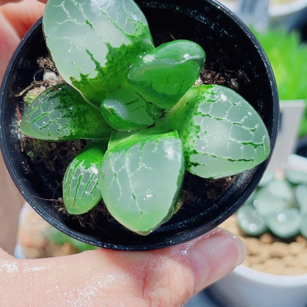 水晶克多肉植物6666