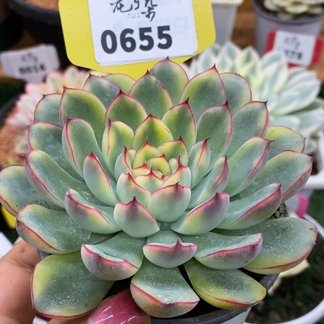 655荷花哈哈哈哈哈哈