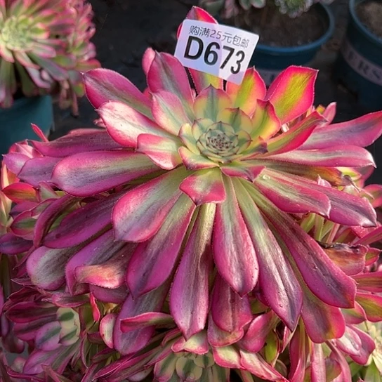 《****木多肉植物一个