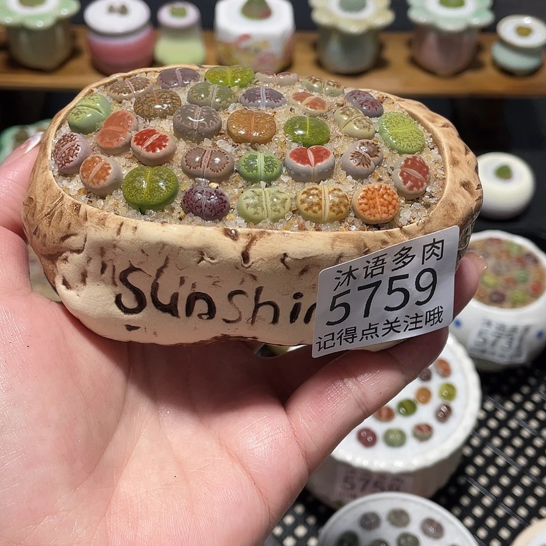 奶***思带盆土植物 一物一拍5759