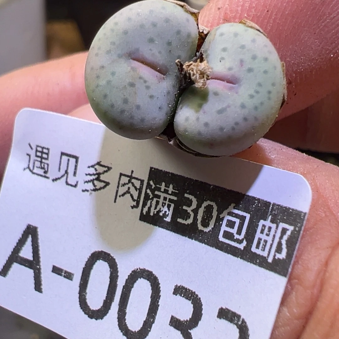 多肉植物111111111111