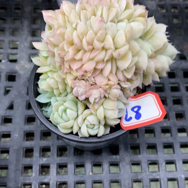 西**心一物一拍女王杂duo r 28