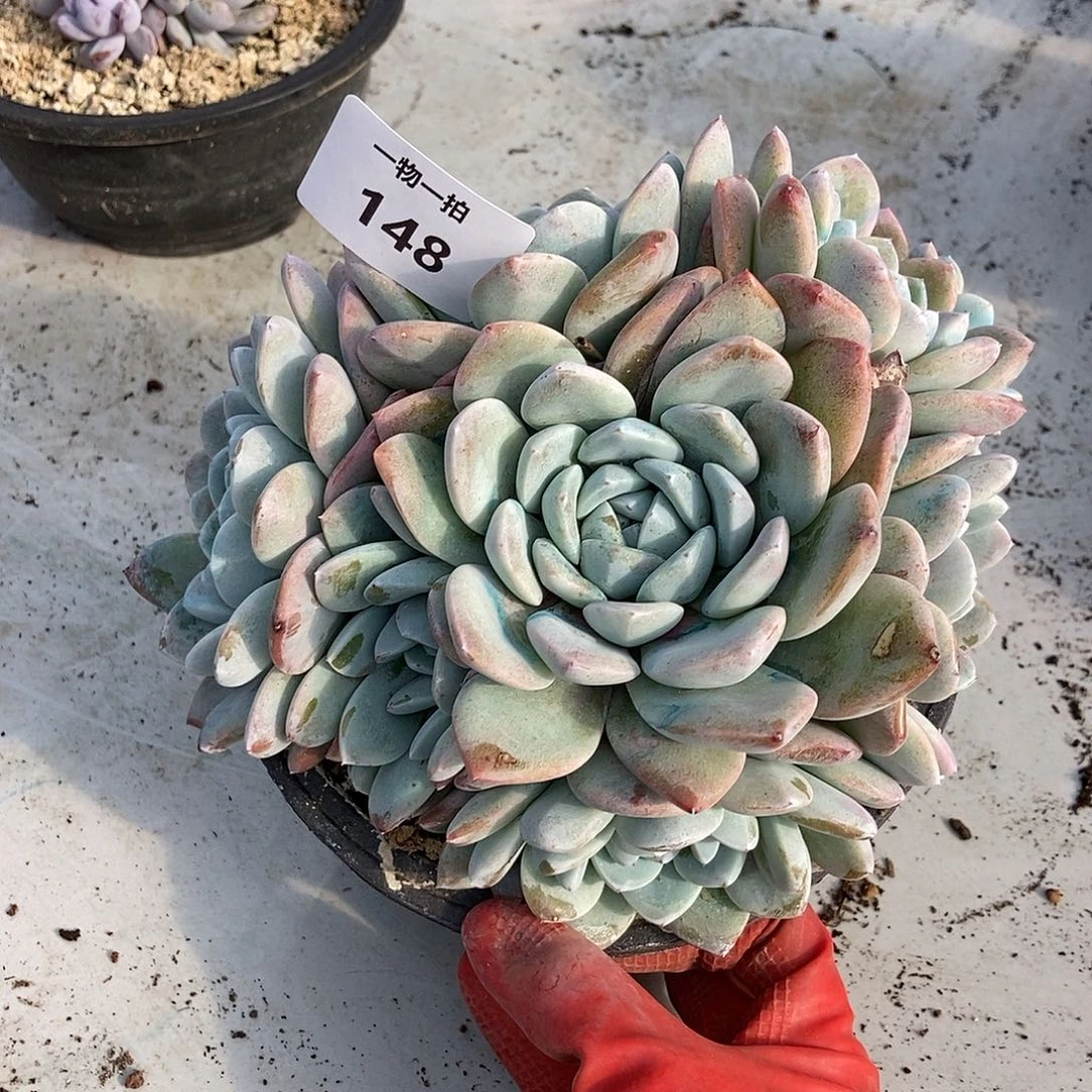 148 冰玉一物一拍多肉
