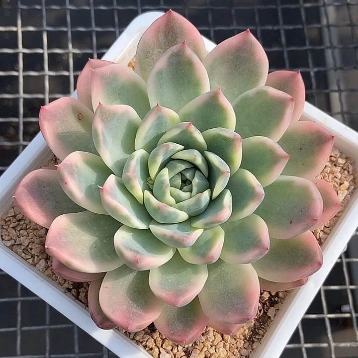 阿尔巴佳人锦多肉