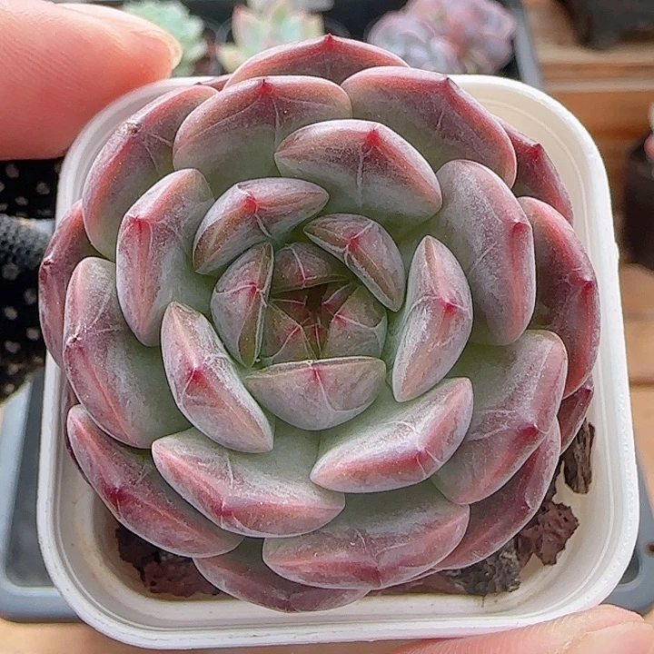 多肉0808-114暗纹系